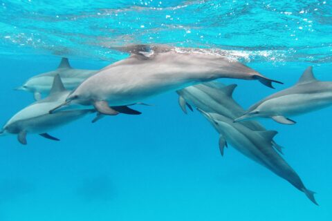 Un groupe de six dauphins à long bec nage sous la surface dans une eau turquoise, en mer Rouge