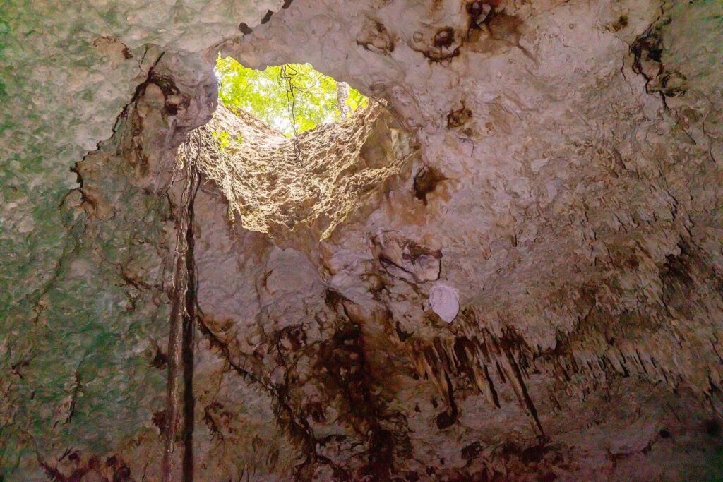 Vue depuis l'eau vers une ouverture ronde dans le plafond du cénote, la jungle verte dehors, des racines qui pendent et des stalactites sur la voûte blanche