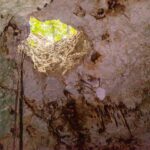Vue depuis l'eau vers une ouverture ronde dans le plafond du cénote, la jungle verte dehors, des racines qui pendent et des stalactites sur la voûte blanche