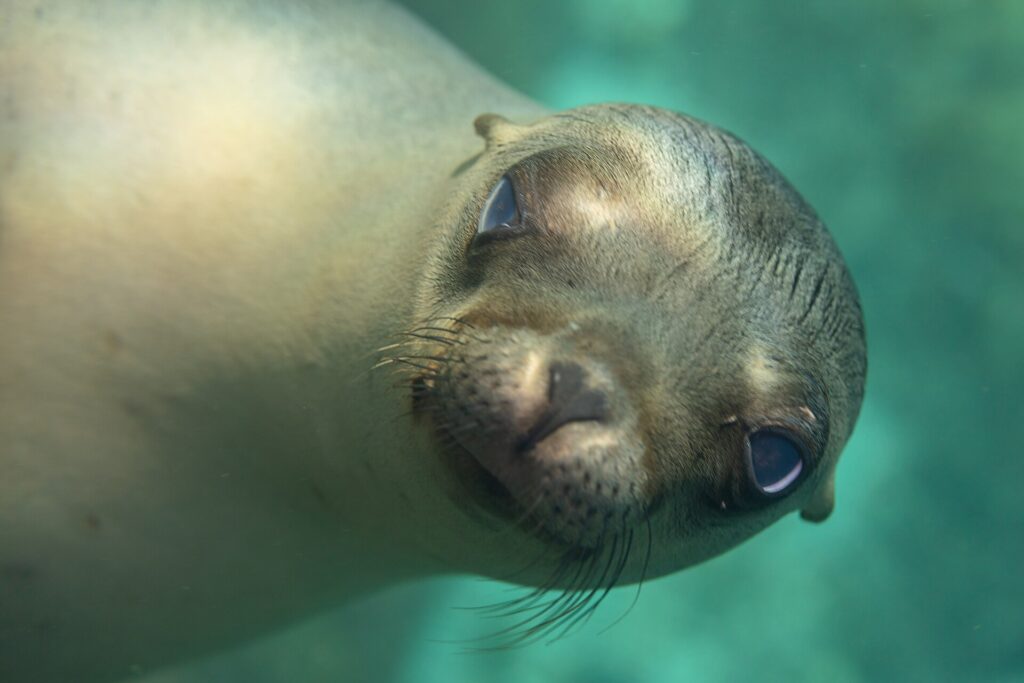 Gros plan sur la tête d'une jeune otarie de Californie qui regarde l'objectif, museau pointé, moustaches claires, dans une eau turquoise
