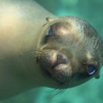 Gros plan sur la tête d'une jeune otarie de Californie qui regarde l'objectif, museau pointé, moustaches claires, dans une eau turquoise