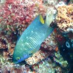 Une demoiselle joyau vert-bleu piquetée de points bleu vif, la queue jaune, posée tête en bas devant une roche couverte d'algues rouges