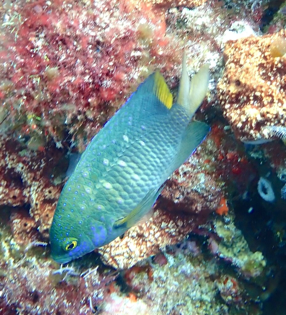 Une demoiselle joyau vert-bleu piquetée de points bleu vif, la queue jaune, posée tête en bas devant une roche couverte d'algues rouges