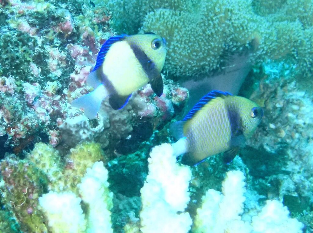 Deux dascyllus jaune pâle à bande noire et nageoires bleues devant un corail blanc et des coraux encroûtants roses, dans une eau verte