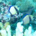 Deux dascyllus jaune pâle à bande noire et nageoires bleues devant un corail blanc et des coraux encroûtants roses, dans une eau verte