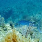 Un denti adulte nage vers la gauche parmi des gorgones blanches, sur un fond rocheux couvert d'algues : dos bleu vif semé de petits points sombres, ventre plus clair, tête massive au profil arrondi et queue fourchue.