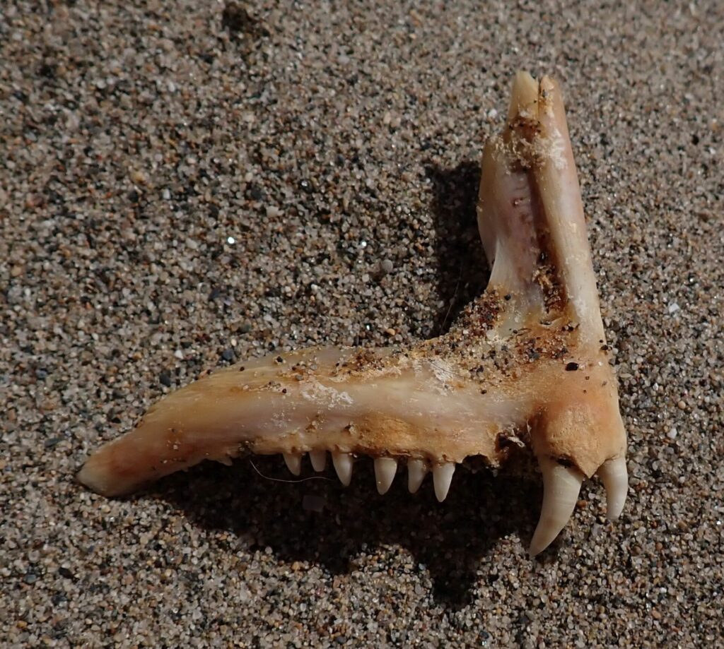 Un os de mâchoire de denti posé sur du sable : une rangée de petites dents coniques et, à l'avant, deux grandes canines blanches et recourbées.