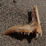 Un os de mâchoire de denti posé sur du sable : une rangée de petites dents coniques et, à l'avant, deux grandes canines blanches et recourbées.
