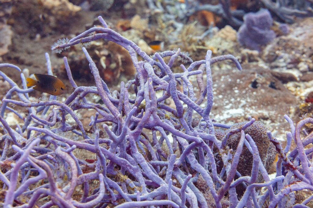 Un buisson d'éponges cordes violettes sur le récif de Cozumel, une petite demoiselle brune à queue jaune devant