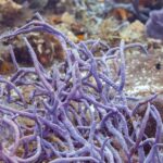 Un buisson d'éponges cordes violettes sur le récif de Cozumel, une petite demoiselle brune à queue jaune devant