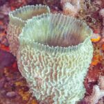 Une éponge vase azur, calice bleu-vert aux parois plissées, dressée sur une paroi couverte d'algues rouges et de coraux, à Cozumel
