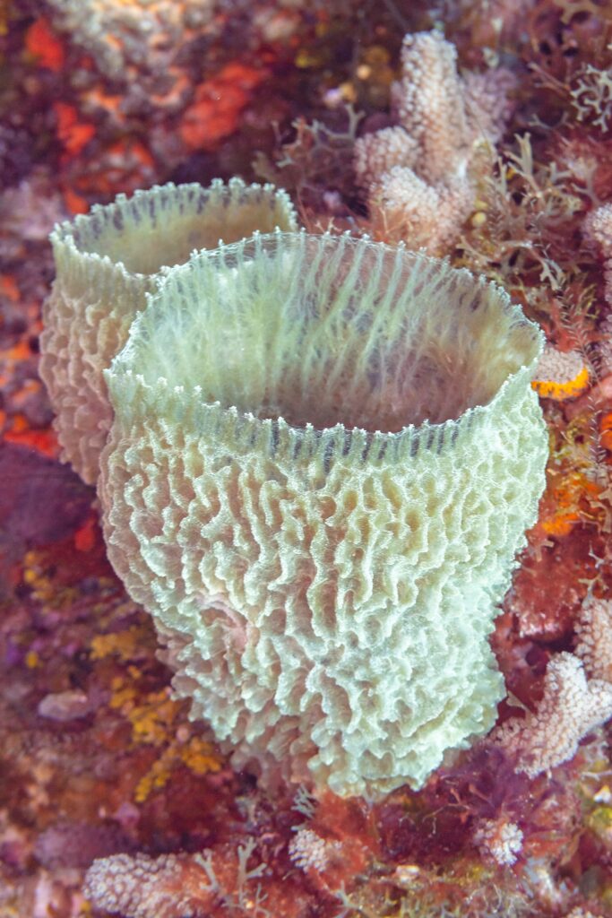 Une éponge vase azur, calice bleu-vert aux parois plissées, dressée sur une paroi couverte d'algues rouges et de coraux, à Cozumel