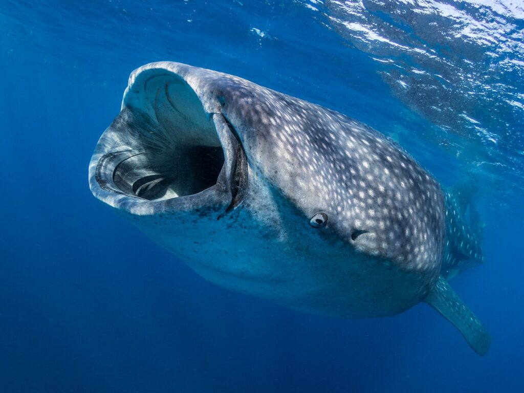 Un requin-baleine vu de face juste sous la surface, la gueule grande ouverte pour filtrer le plancton, la peau grise piquetée de taches blanches dans une eau bleu profond