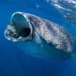 Un requin-baleine vu de face juste sous la surface, la gueule grande ouverte pour filtrer le plancton, la peau grise piquetée de taches blanches dans une eau bleu profond