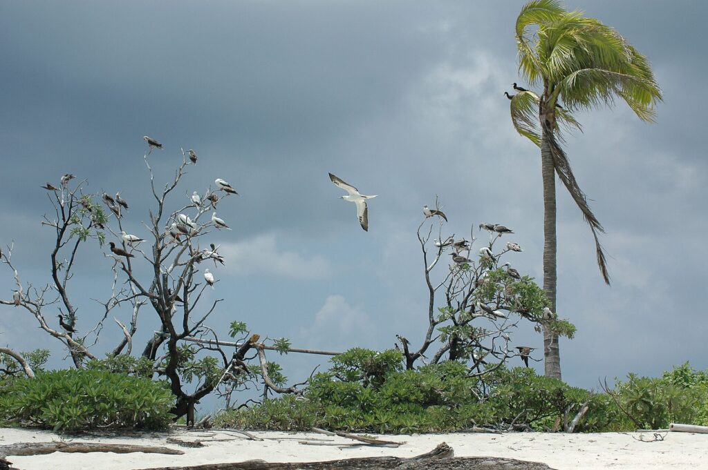 Des dizaines de fous, blancs aux pattes rouges ou bruns à ventre blanc, perchés sur les branches nues d'arbustes au bord d'une plage de sable blanc, l'un en vol, sous un ciel d'orage, un cocotier courbé par le vent à droite.