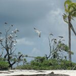 Des dizaines de fous, blancs aux pattes rouges ou bruns à ventre blanc, perchés sur les branches nues d'arbustes au bord d'une plage de sable blanc, l'un en vol, sous un ciel d'orage, un cocotier courbé par le vent à droite.