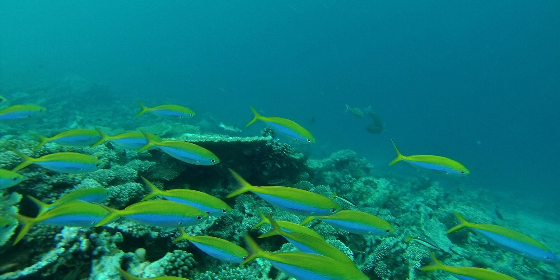 Un banc de fusiliers au dos jaune vif et aux flancs bleus file au-dessus d'un récif de coraux durs, dans une eau verte