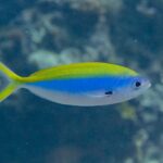 Un fusilier à dos jaune de profil, le corps en fuseau jaune dessus, bleu vif au milieu et blanc dessous, la queue jaune très fourchue et une tache noire à la base de la pectorale