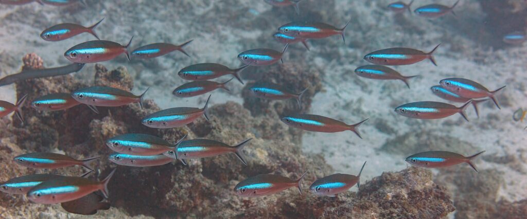 Un banc de fusiliers au corps rouge brun barré d'une bande bleu électrique nage au-dessus d'un récif et du sable, les queues fourchues bordées de sombre