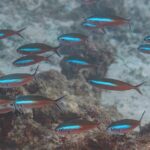 Un banc de fusiliers au corps rouge brun barré d'une bande bleu électrique nage au-dessus d'un récif et du sable, les queues fourchues bordées de sombre