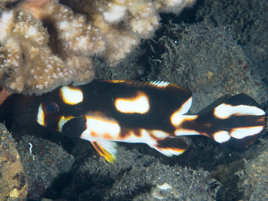 Un jeune gaterin oriental abrité sous un corail, le corps brun-noir semé de grandes taches blanches cerclées d'orange, la pectorale noire