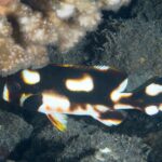 Un jeune gaterin oriental abrité sous un corail, le corps brun-noir semé de grandes taches blanches cerclées d'orange, la pectorale noire