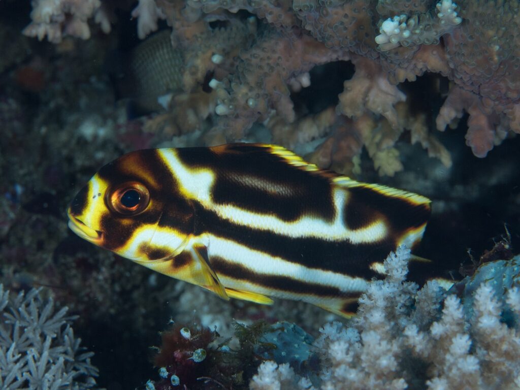 Un jeune gaterin oriental plus grand sous des coraux branchus, brun sombre traversé de larges bandes blanches irrégulières, le museau et le bord des nageoires jaunes