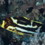 Un jeune gaterin oriental plus grand sous des coraux branchus, brun sombre traversé de larges bandes blanches irrégulières, le museau et le bord des nageoires jaunes