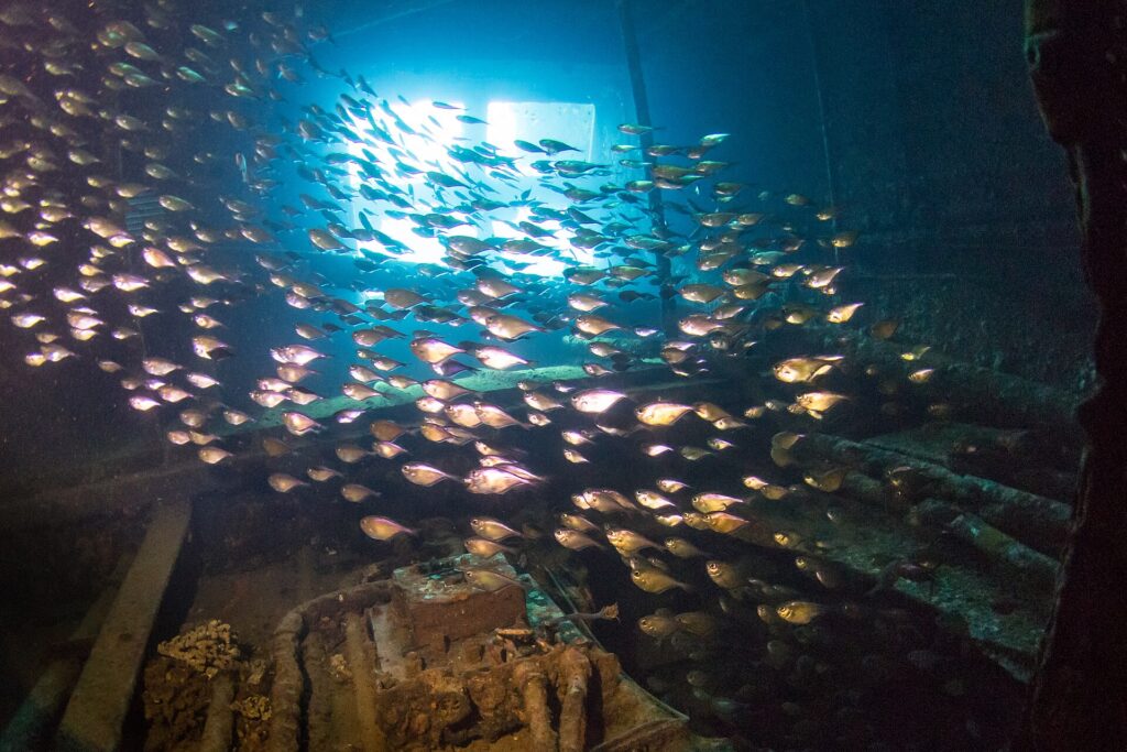 Un banc de petits poissons argentés remplit une salle du Giannis D, à contre-jour d'une ouverture, au-dessus d'une machine couverte de concrétions