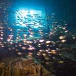 Un banc de petits poissons argentés remplit une salle du Giannis D, à contre-jour d'une ouverture, au-dessus d'une machine couverte de concrétions