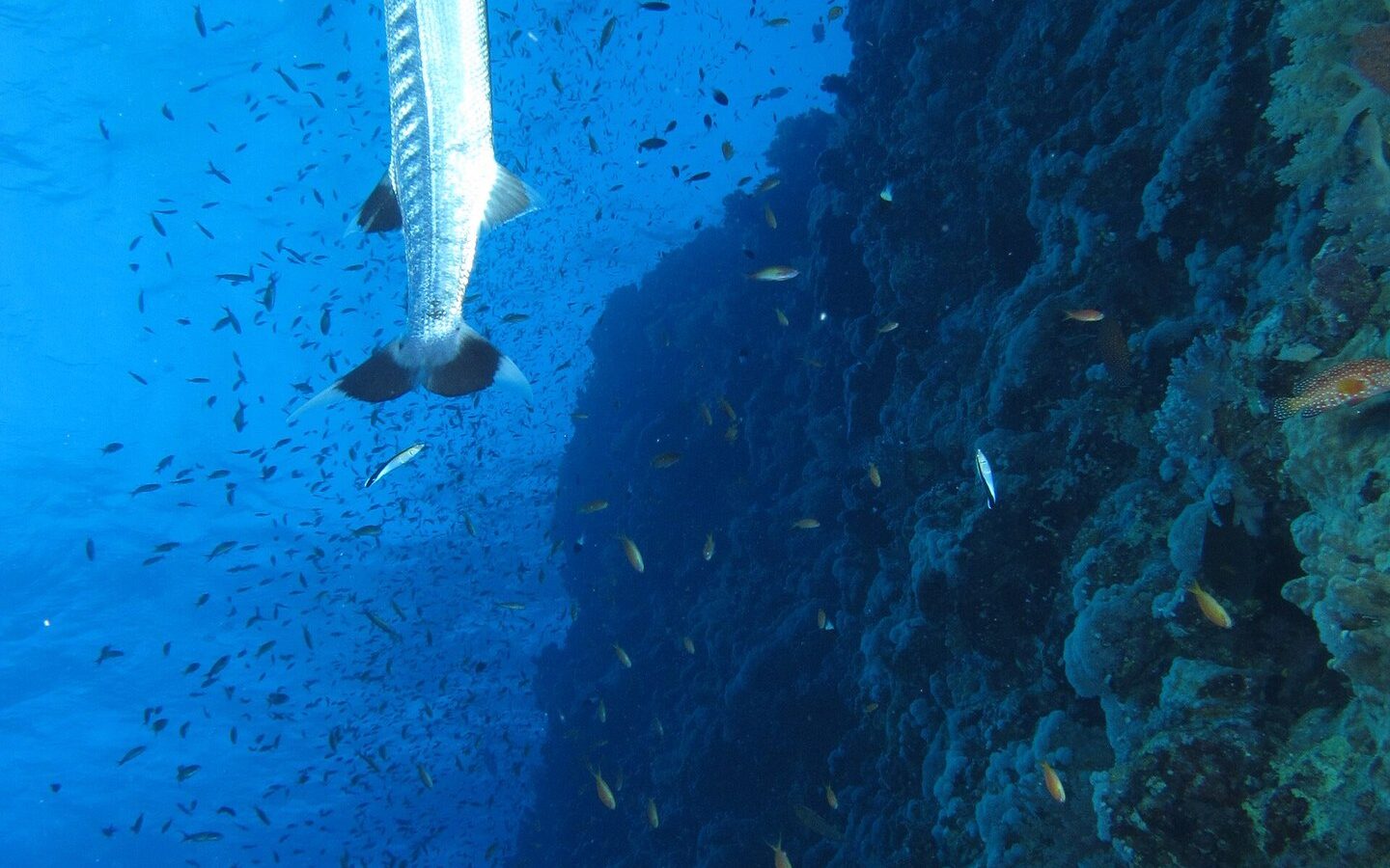Un grand barracuda à la verticale le long du tombant d'Elphinstone, au milieu d'un nuage de petits poissons
