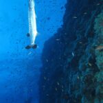 Un grand barracuda à la verticale le long du tombant d'Elphinstone, au milieu d'un nuage de petits poissons