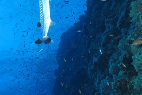 Un grand barracuda à la verticale le long du tombant d'Elphinstone, au milieu d'un nuage de petits poissons