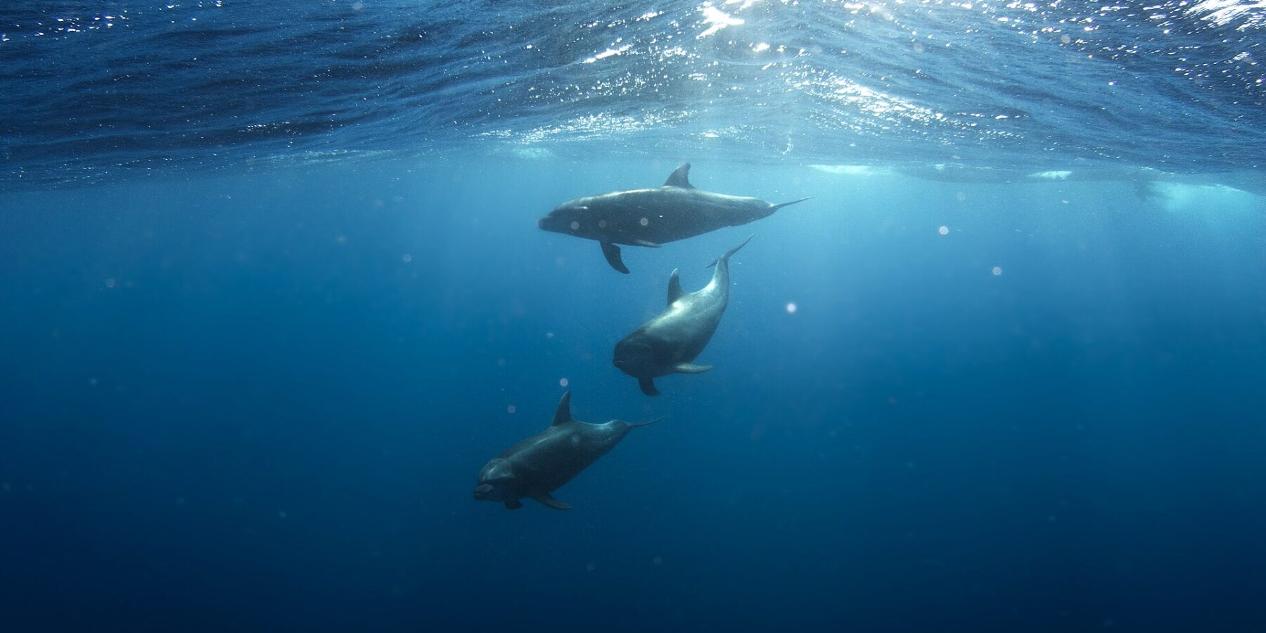 Trois grands dauphins nagent sous la surface dans un bleu profond, l'un derrière l'autre, gris, au bec court et à la nageoire dorsale recourbée, sous la lumière du soleil qui filtre à travers les vagues