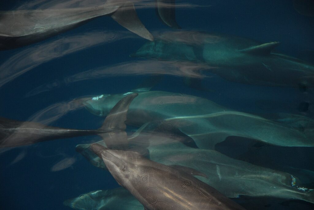 Plusieurs grands dauphins nagent en groupe serré juste sous la surface, vus d'en haut, gris sur un fond bleu sombre, nageoires dorsales et becs courts bien visibles