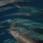 Plusieurs grands dauphins nagent en groupe serré juste sous la surface, vus d'en haut, gris sur un fond bleu sombre, nageoires dorsales et becs courts bien visibles