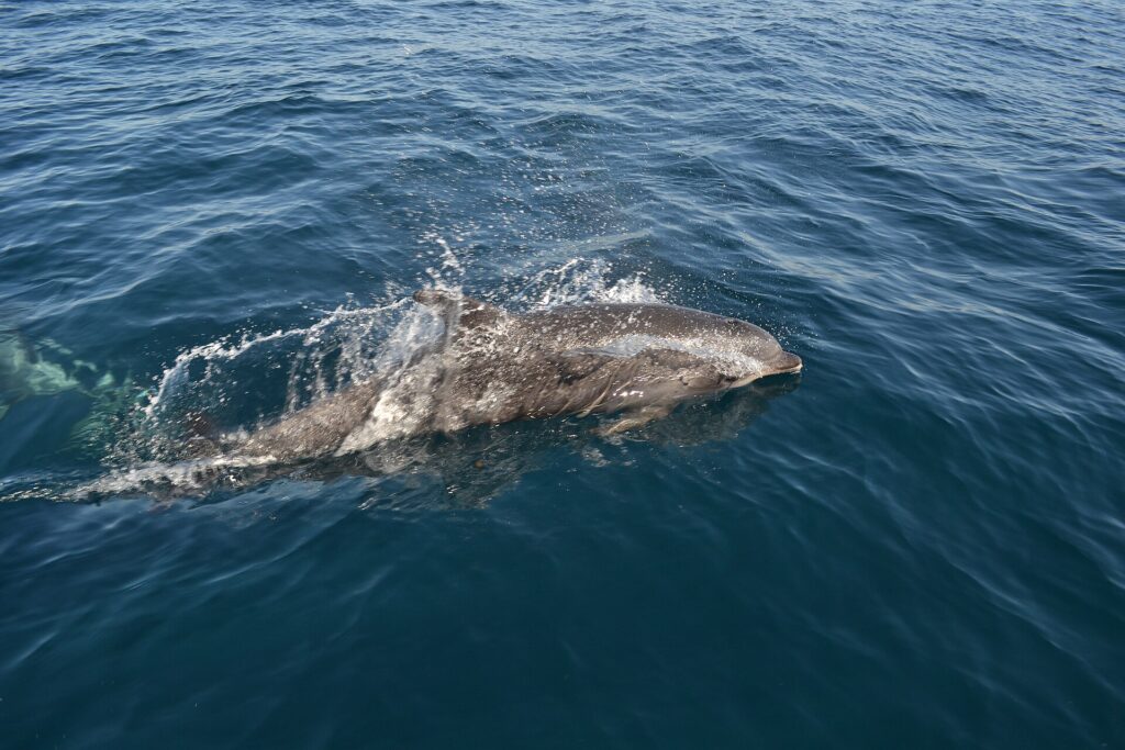 Un grand dauphin gris fait surface le long d'un bateau, la tête à droite, dans une gerbe d'eau : le bec court, le front arrondi et la nageoire dorsale ; un second dauphin nage sous l'eau à gauche