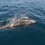 Un grand dauphin gris fait surface le long d'un bateau, la tête à droite, dans une gerbe d'eau : le bec court, le front arrondi et la nageoire dorsale ; un second dauphin nage sous l'eau à gauche