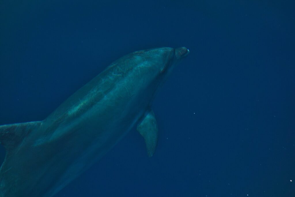 Un grand dauphin vu de près sous l'eau, de trois quarts par-dessous : le bec court et épais sous le front bombé, la nageoire pectorale et la peau grise rayée de fines griffures