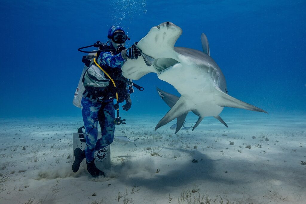 Un plongeur debout sur le sable pose sa main gantée sur la tête d'un grand requin-marteau qui se cabre gueule ouverte, ventre blanc et large marteau bien visibles