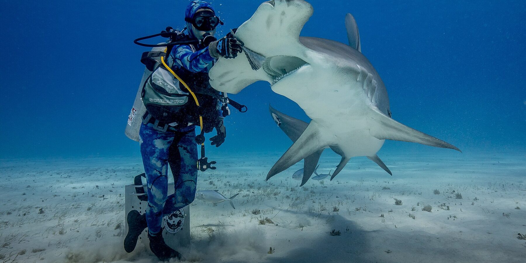 Un plongeur debout sur le sable pose sa main gantée sur la tête d'un grand requin-marteau qui se cabre gueule ouverte, ventre blanc et large marteau bien visibles