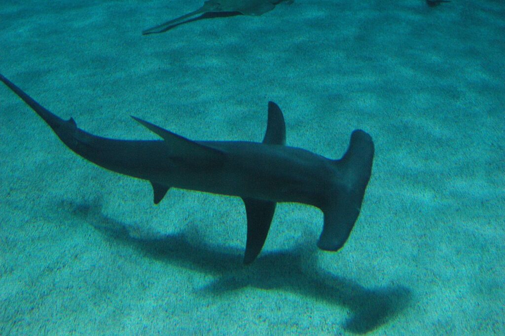 Un grand requin-marteau vu d'au-dessus nage au ras d'un fond de sable où se dessine son ombre, sa haute nageoire dorsale en faucille bien visible