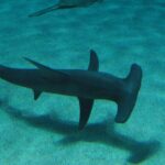 Un grand requin-marteau vu d'au-dessus nage au ras d'un fond de sable où se dessine son ombre, sa haute nageoire dorsale en faucille bien visible