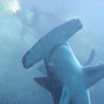 Un grand requin-marteau vu par en dessous, sa tête en marteau large et presque droite au premier plan, les nageoires pectorales écartées, dans une eau bleue