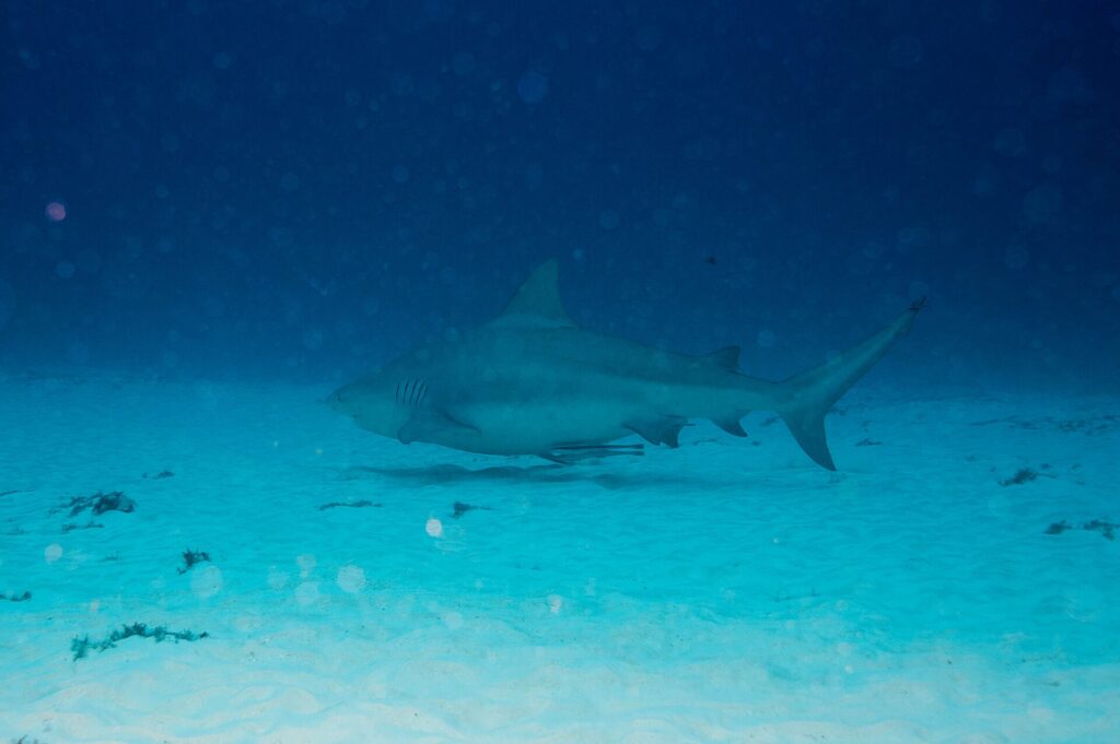 Un requin-bouledogue de profil, gris et trapu, nage au ras d'un fond de sable blanc parsemé de touffes d'algues, le bleu sombre au-dessus