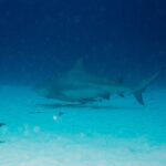 Un requin-bouledogue de profil, gris et trapu, nage au ras d'un fond de sable blanc parsemé de touffes d'algues, le bleu sombre au-dessus