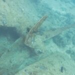Une pale de l'hélice du Thistlegorm, couverte de concrétions, posée sur le sable à côté de la coque