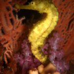 Un hippocampe jaune accroché devant une gorgone rouge et un corail mou rose, à Richelieu Rock