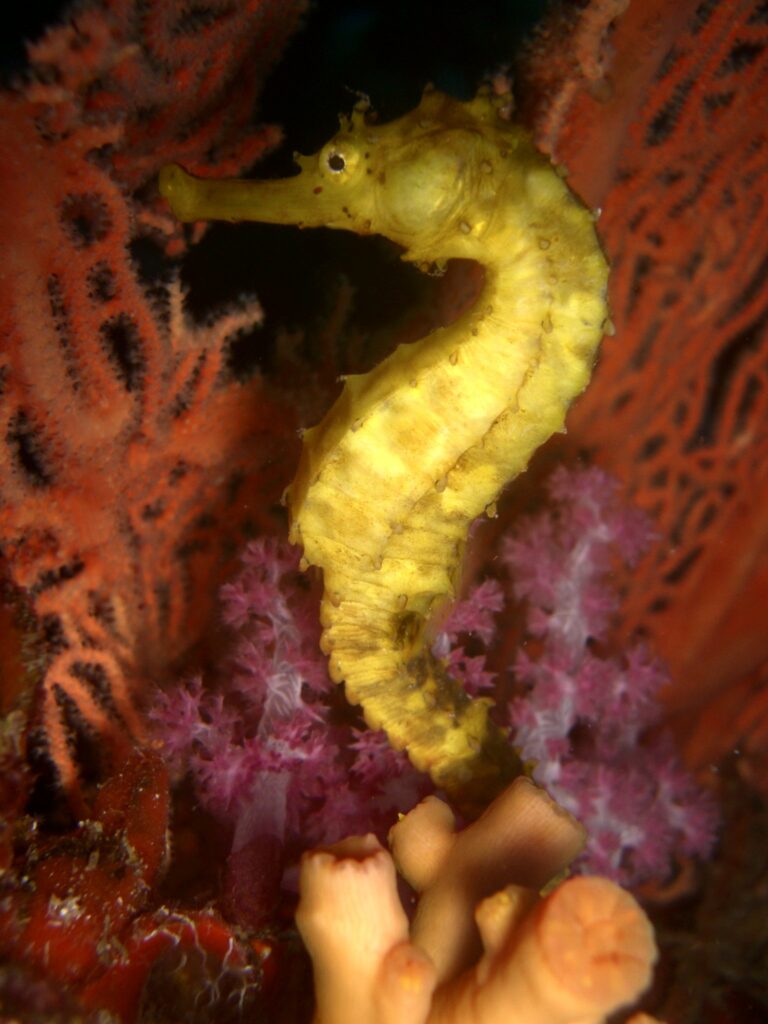 Un hippocampe jaune accroché devant une gorgone rouge et un corail mou rose, à Richelieu Rock