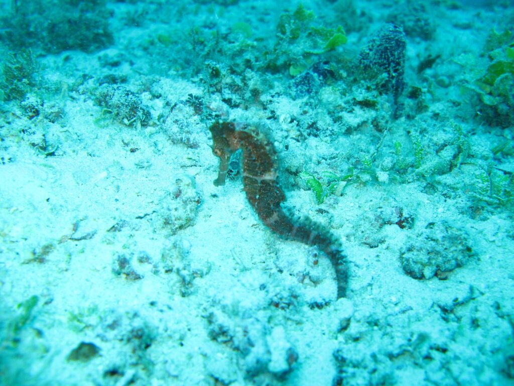 Un hippocampe brun accroché sur un fond de sable et de débris de corail, dans une eau turquoise